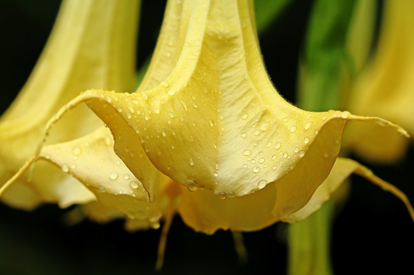 Angels Trumpet With Raindrops by Deb Oppermann